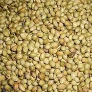 Whole Dhania-200g